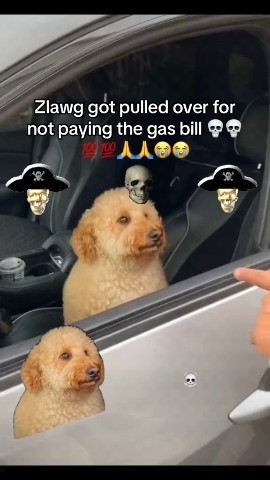 T_P_M в LOOKY. . [#meme](meme) [#мем]...