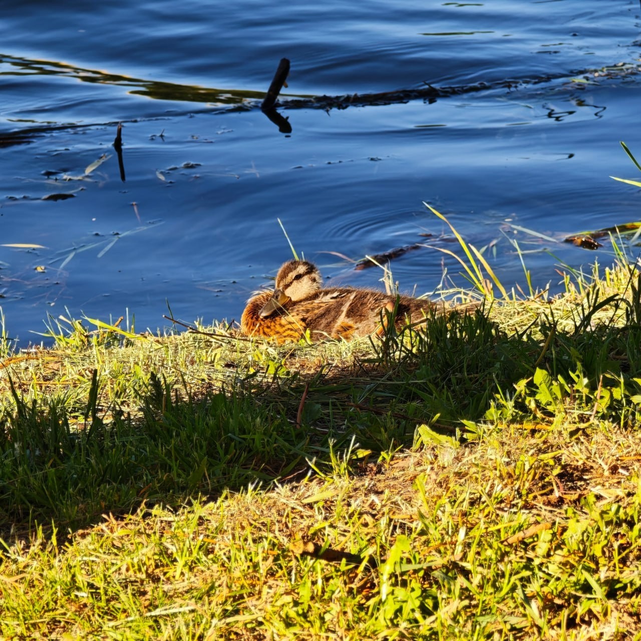 Животный мир Донецкого края в LOOKY — фото 4