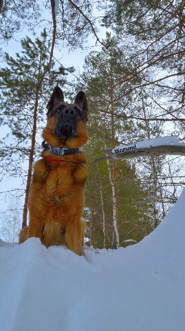 Diamond в LOOKY. #немецкаяовчарка,#немецкая_овчарка,#овчарка,#germanshepherd,#german_shepherd,#german_shepherd_dog,#gsd,#gsdRammstein. Как можно такого пус...