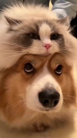 SllashFllow в LOOKY. . Хорошо смотрятся 😺