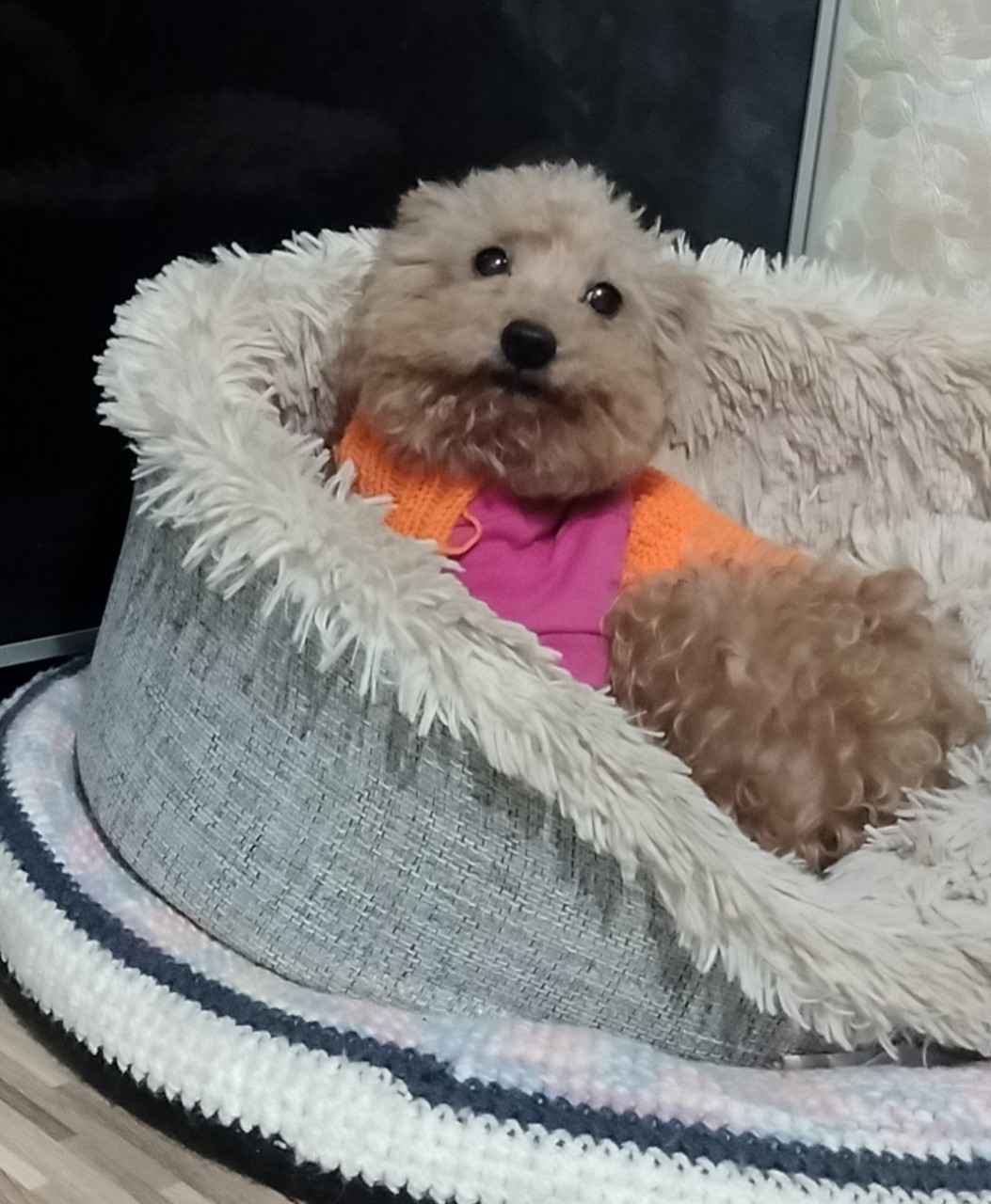 Vladova_T в LOOKY — Доброе утро  #dogs