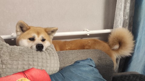 Габи в LOOKY. #акита,#акитаину,#габи_кузя,#акита_ину,#akita,#akitainu,#akita_inu,#japanakita,#akitaclub,#японскаяакита,#хатико,#собака,#dog. "Кажется, я застрял....