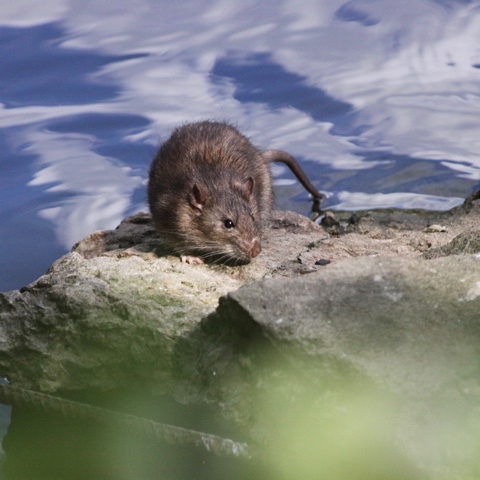 yuriy23 в LOOKY. #рыбак,#крыса,#лето,#природа,#пруд,#fisherman,#rat,#summer,#nature,#pond. Рыбак       /       ...