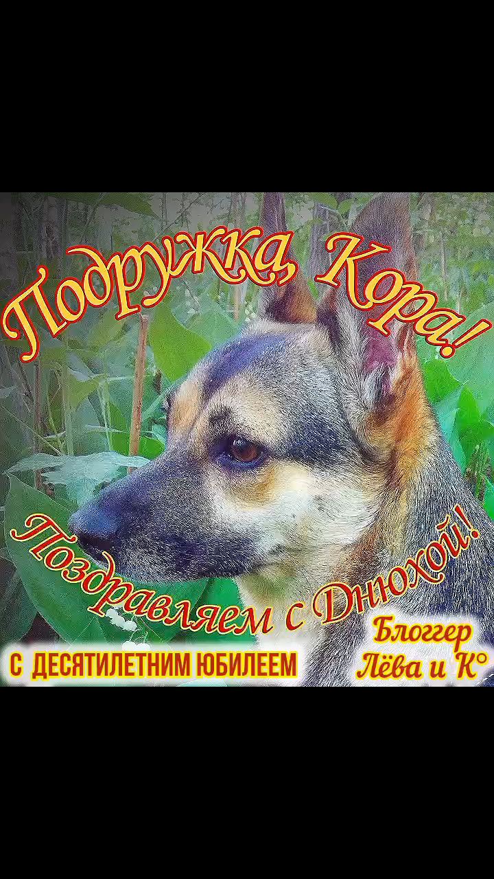pserge61 в LOOKY. #БлоггерЛёваиК,#ДеньрожденияКоры,#рыжийкот,#ориентал,#сфинкс,#чёрныйкот,#норвежскийлеснойкот,#русскоевропейскаялайка,#котики,#мыизкотограма,#RedCat,#Oriental,#Sphinx,#NorwegianForestCat,#Laika. <<С ДНЁМ РОЖДЕНЬЯ СЕ...