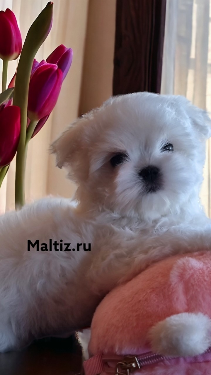 Питомник мальтезе  Daily Love в LOOKY — Свободная девочка мальтезе стандарт 2 мес #мальтезе  [#питом