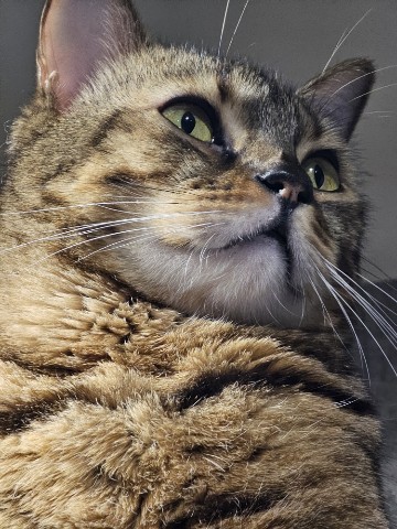 bengal_leonard19 в LOOKY. #мыизкотограма,#животные,#домашниепитомцы,#любимыйкот,#looky_топ. Всем горячий привет!...