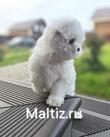 Питомник мальтезе  Daily Love в LOOKY. #мальтезе,#питомникмальтезе. В продаже девочка ма...