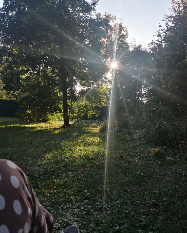 cat__redcat в LOOKY. #котики,#дача,#котнадаче. Осеннее... Бескотово...
