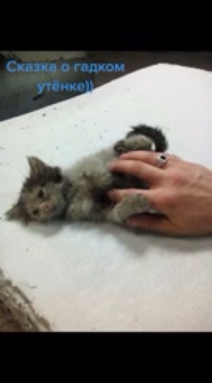 Петрусь Анастасия в LOOKY. . [#хвостатый_друг ](х...