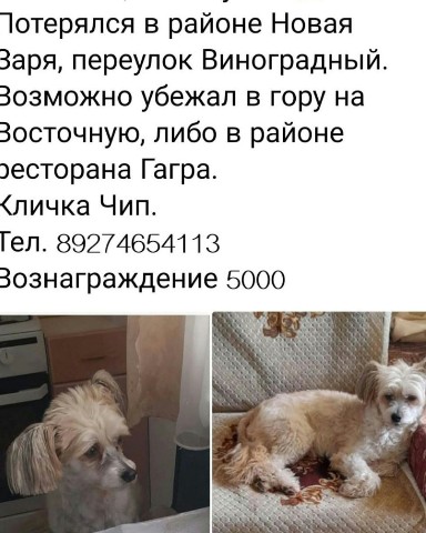 Looky_1676317000260 в LOOKY. #потерялся,#потеряласьсобака,#хочудомой,#собака,#Сочи,#потеряшка,#непроходитемимо,#нужнопридержать,#зима,#холодно. Беда.
#потерялся
#по...