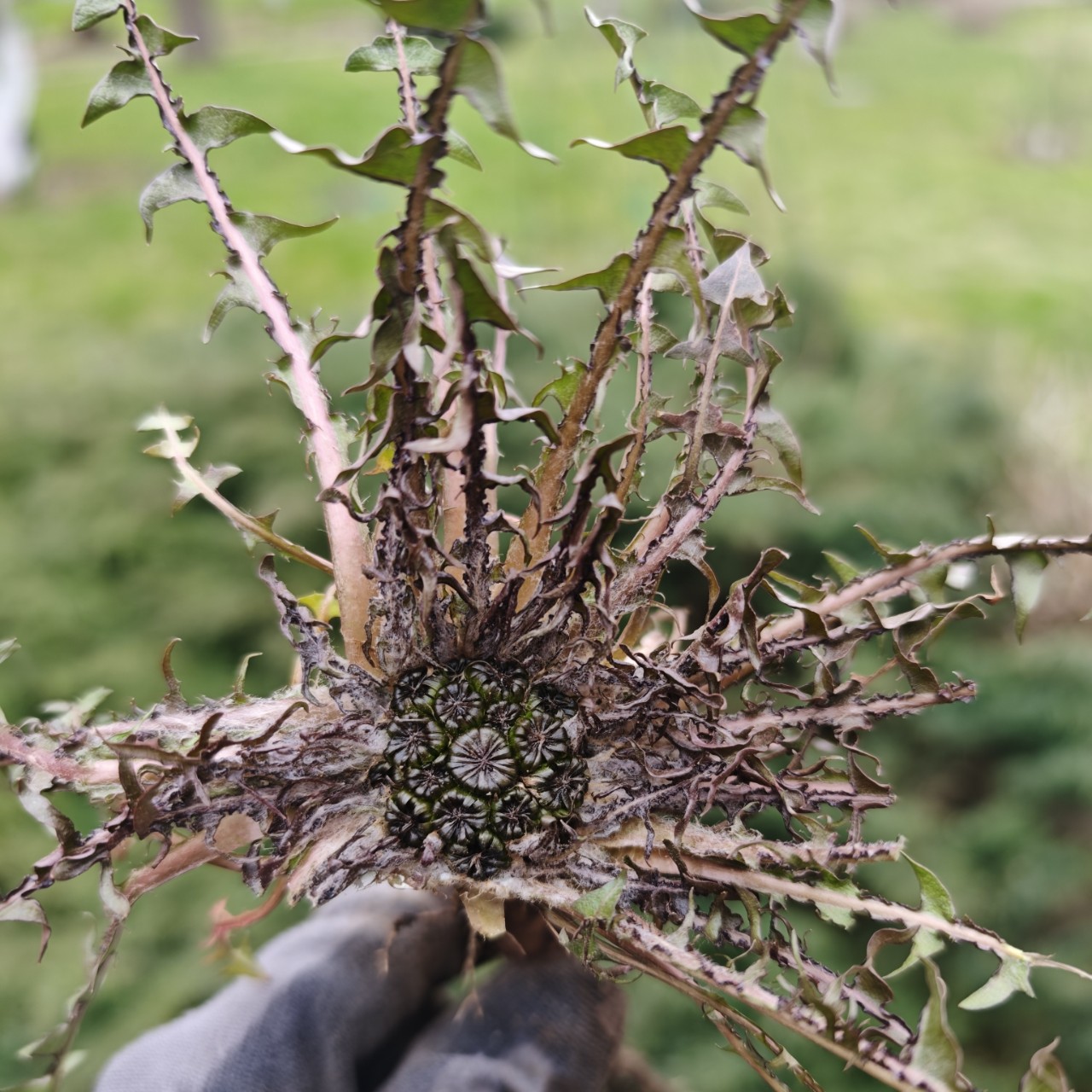 lomka в LOOKY — Мне кажется это Царь Одуванчик🤯🤯никогда такого не видела