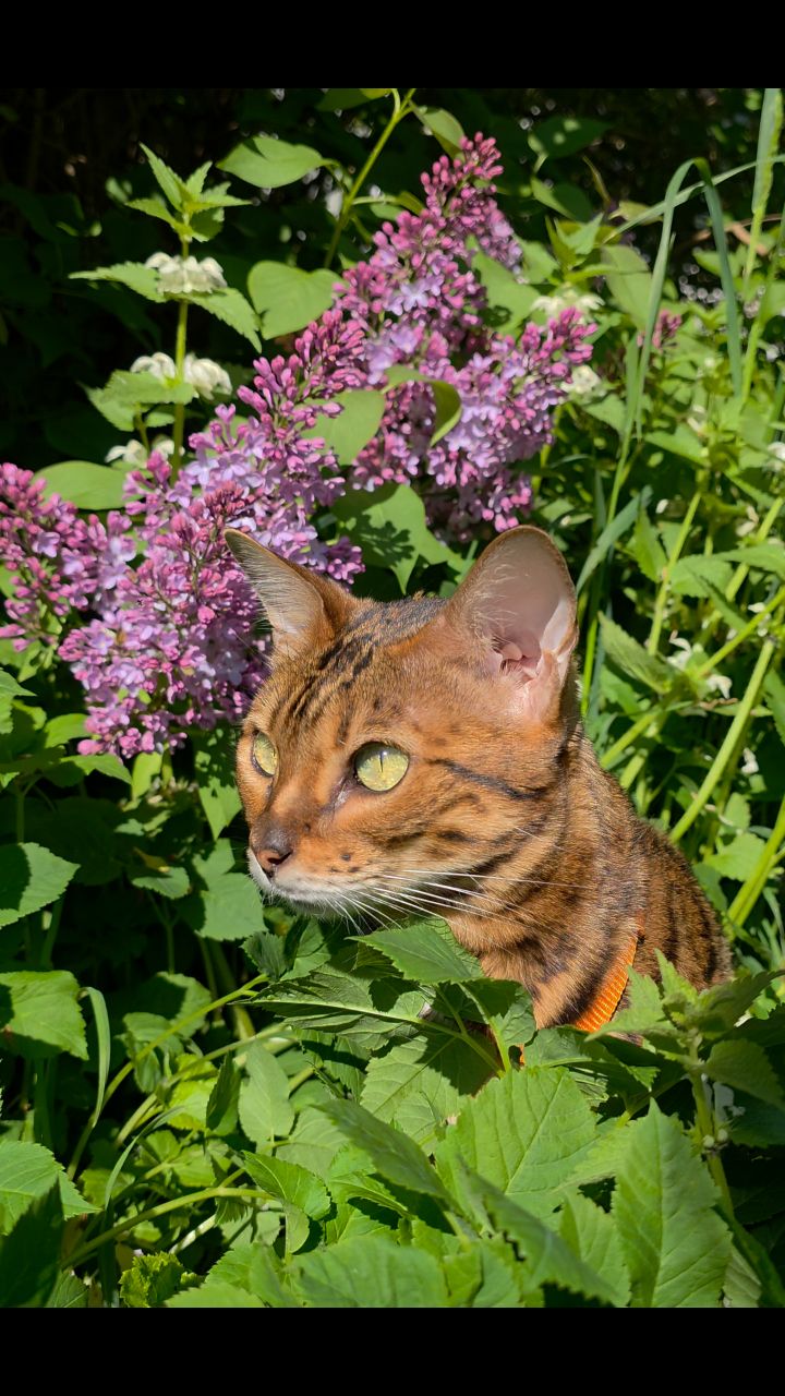 afina_zeus в LOOKY. #коты,#кот,#мыизкотограма,#видеомомент,#рилс,#пейзаж,#наприроде,#природапрекрасна,#сирень,#цветы,#красивыеместа,#бенгалы,#бенгальскаякошка,#looky,#looky_official,#looky_кошки,#looky_контент,#хвостатый_друг. "Когда я выхожу на у...