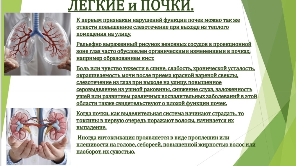 В легких происходит газообмен между воздухом и кровью: кислород поступает из воздуха в кровь, а из крови в воздух выделяется углекислый газ. 
А почки участвуют в газообмене. Особенная роль в этом процессе, принадлежит правой почке. Возникает прямая зависимость между количественным выражением проекционных зон правой почки и снижением функции легких. Поэтому, как правило, когда наблюдается снижение функции правой ночки, имеются нарушения со стороны дыхательной системы, причем с изменением кислотно-щелочного показателя крови (Ph). Так из 10 больных, обратившихся в лечебный центр с заболеваниями органов дыхания, у 9 эта взаимосвязь ярко выражена.

Эту информацию я узнала на форуме по нетрадиционной медицине.

А в целом тема  взаимосвязи здоровья почек  и других органов не очень хорошо изучена, но сейчас ей уделяется много внимания т.к. лечение заболеваний почек очень дорогостоящее для государства и сейчас стали обращать внимание на профилактику заболеваний этого органа.
Есть сложность в диагностике снижения функции этого органа- нет такого анализа который скажет вам сколько % нефронов в вашей почке не работает, диагностируют уже какие либо заболевания: песок, камни, недостаточность, гидронефроз и т.д.

Полный тест статьи можно прочесть по ссылке👆