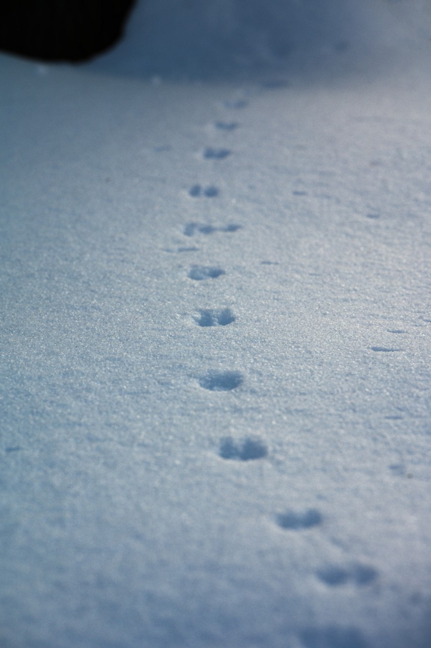 poboruev_landscape в LOOKY. . Всем привет. У меня ...