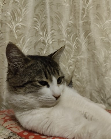 Кот Мурчик в LOOKY. . А это вторник👌Ждите...