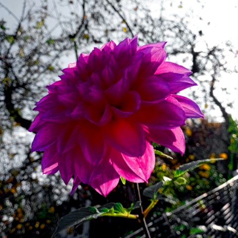 volkov в LOOKY. #природа,#flowers. Цветы #природа #flow...