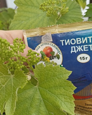 florasad_vera в LOOKY. #паутинныйклещик,#вребителивинограда. По листу можно косве...