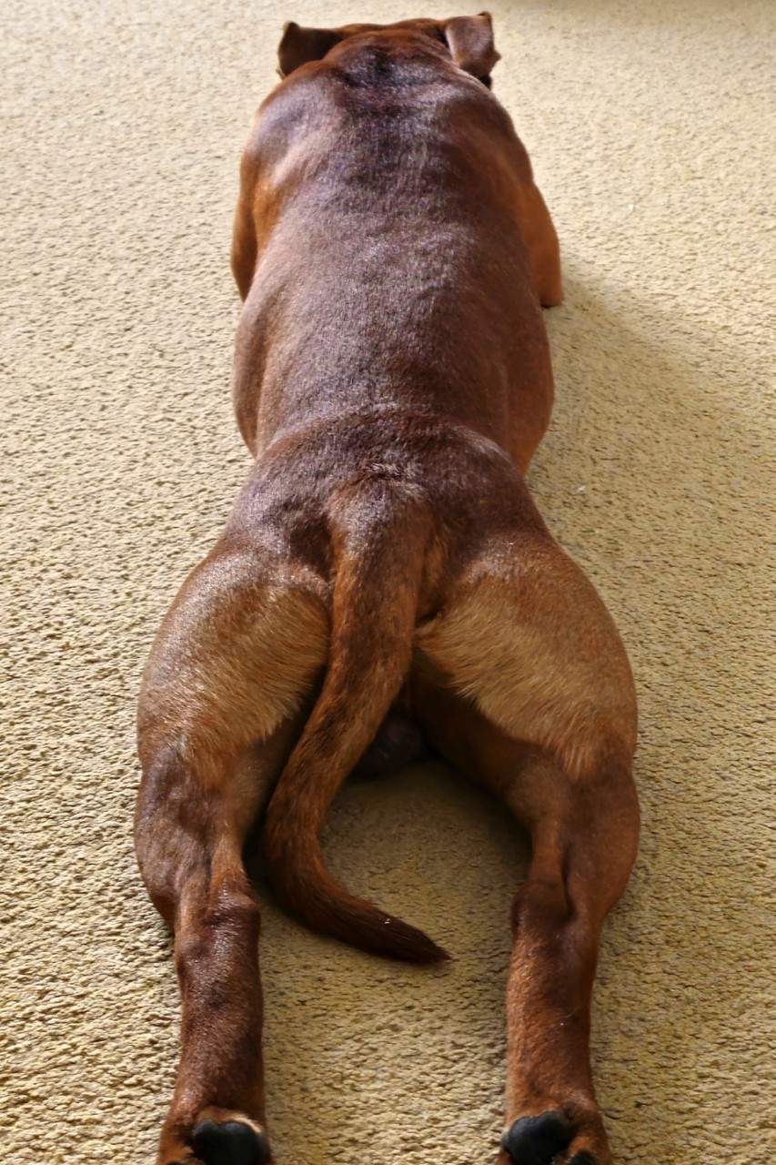 BuchTheStaffy в LOOKY. . 