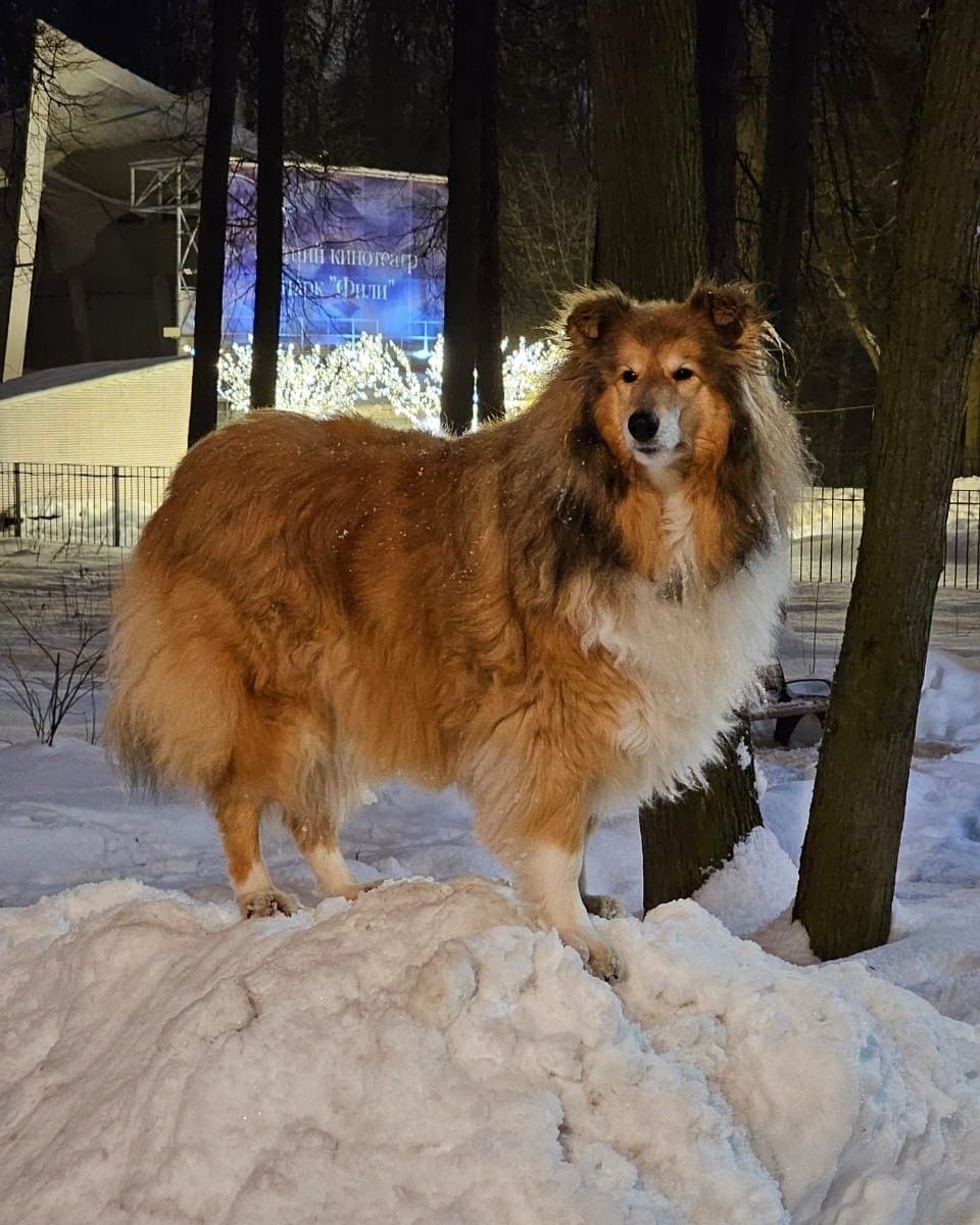 shpitz_moscow_sweta в LOOKY — Наша выпускница красавица Гера
[#приветиздома](приветиздома)