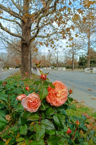 Looky_1703055802971 в LOOKY. . 
