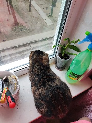 natkakonn в LOOKY. . Кошка смотрит кошачи...