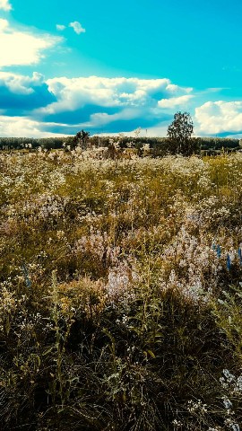 noakkkatt в LOOKY. #naturelovers,#naturephotography,#photography,#lookslikefilm,#filmwave,#фотография,#россия,#природапрекрасна,#рекомендации,#LOOKY_official,#looky. #naturelovers #natur...
