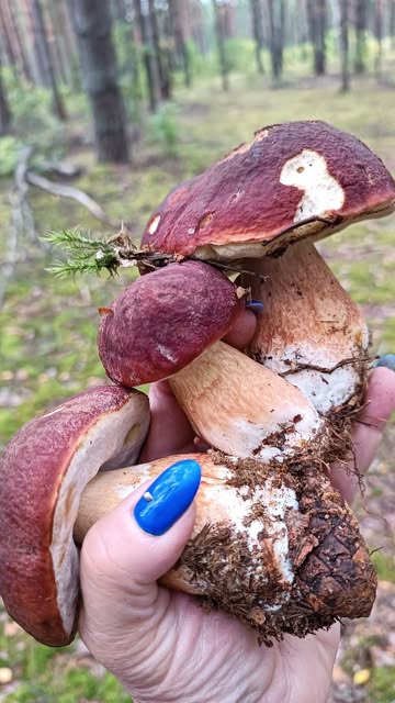 Немножко шоколадок по пути к помидорам💜😉😁
_____________________
Боровик соснолюбивый
Boletus pinophilus
#muchrooms #fungi #грибы2026 #грибнаяпора #боровики