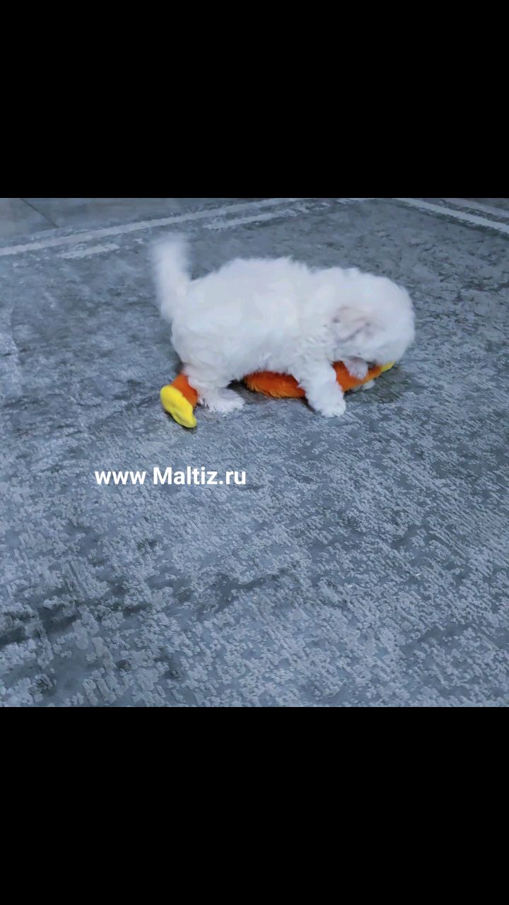 Питомник мальтезе  Daily Love в LOOKY. . В нашем питомнике Вы...