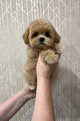 maltipoo_moscow_spb в LOOKY. . Малышки мини мальтип...