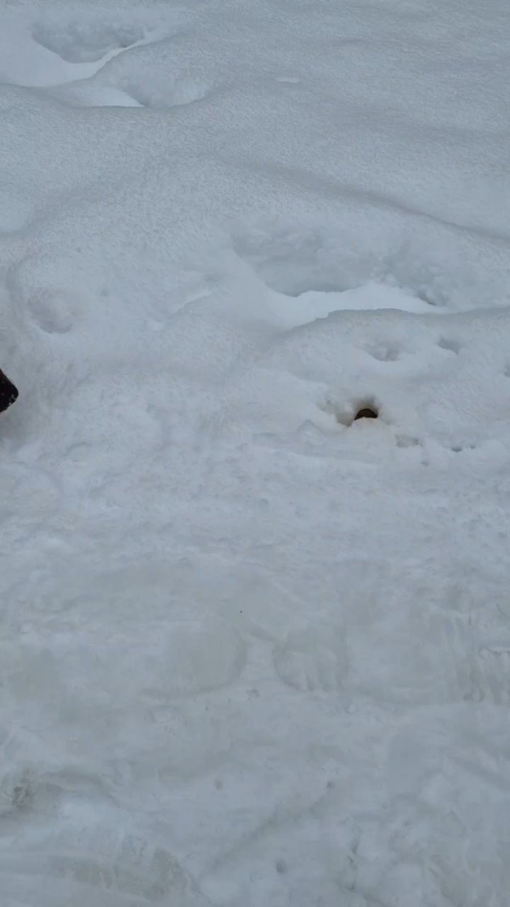BuchTheStaffy in LOOKY