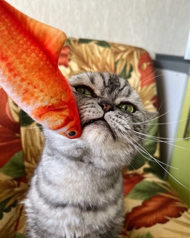 british_mars_cat в LOOKY. . 