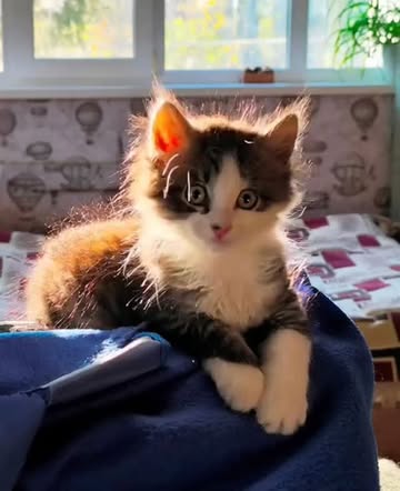 gorelovskaya в LOOKY. . Мой котик Марсик!