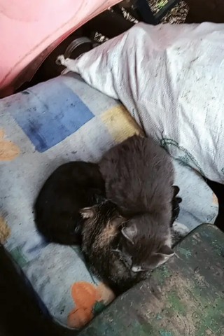Looky_1716889398438 в LOOKY. . ♥️Котята ♥️
