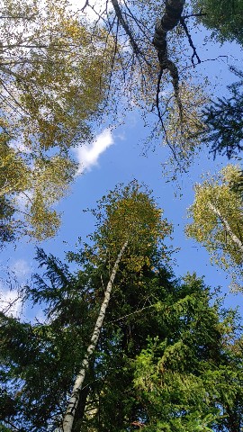Юлия в LOOKY. . В лесу🍂🍄 [#лес](ле...