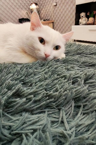 Looky_1701101074985 в LOOKY. . 🥱😺