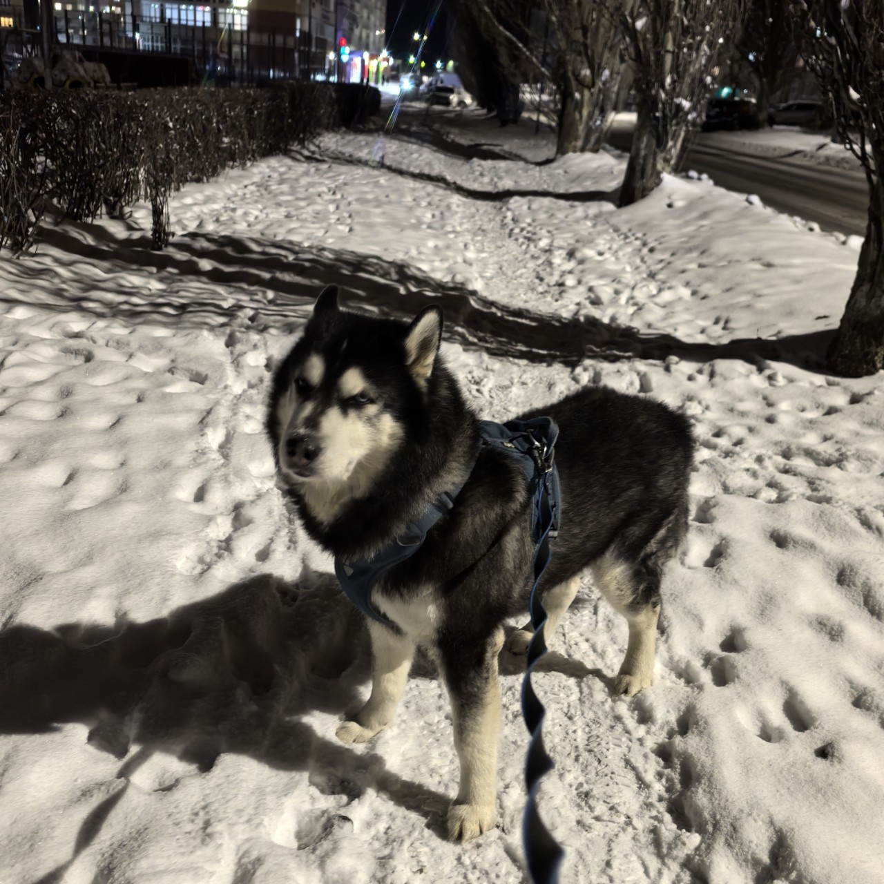 Константин Корзов в LOOKY. #хаски,#стая. Айс🤗 #хаски #стая