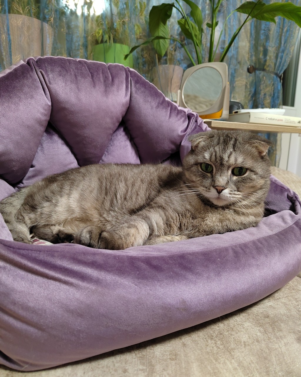 Привет други мои 🐾🐾🐾
Что то я совсем выпал из общественной жизни)))  Вот решил показаться вам, а то уж наверное забыли как я и выгляжу 😹
.
.
.
#джусик_нн #котоблогер #looky  #вислоушка #Шотландскийвислоухий #милашка #любимчик #котики #кот #пушистик #мыизкотограма #LOOKY_топ #мойкотик  #котикинаркотики #котикиправятмиром #безкотаижизньнета #кошкитакиекошки #котомафия #котомагия #котикирулят #питомец #любимыйпитомец