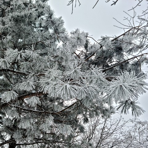 whitewaymusic в LOOKY. . Зимняя хвоя... ❄️ 🌲...