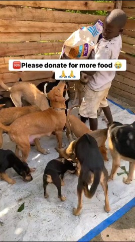KIWAWU DOGS FOUNDATION в LOOKY. . Please donate for fo...