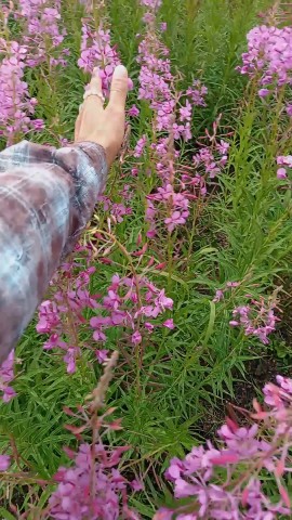 LushnikLena в LOOKY. #лееееето,#иванчайия. Сегодня был ооочень ...