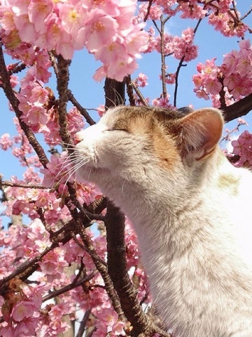 sl.cats в LOOKY. #майские_луки. #майские_луки