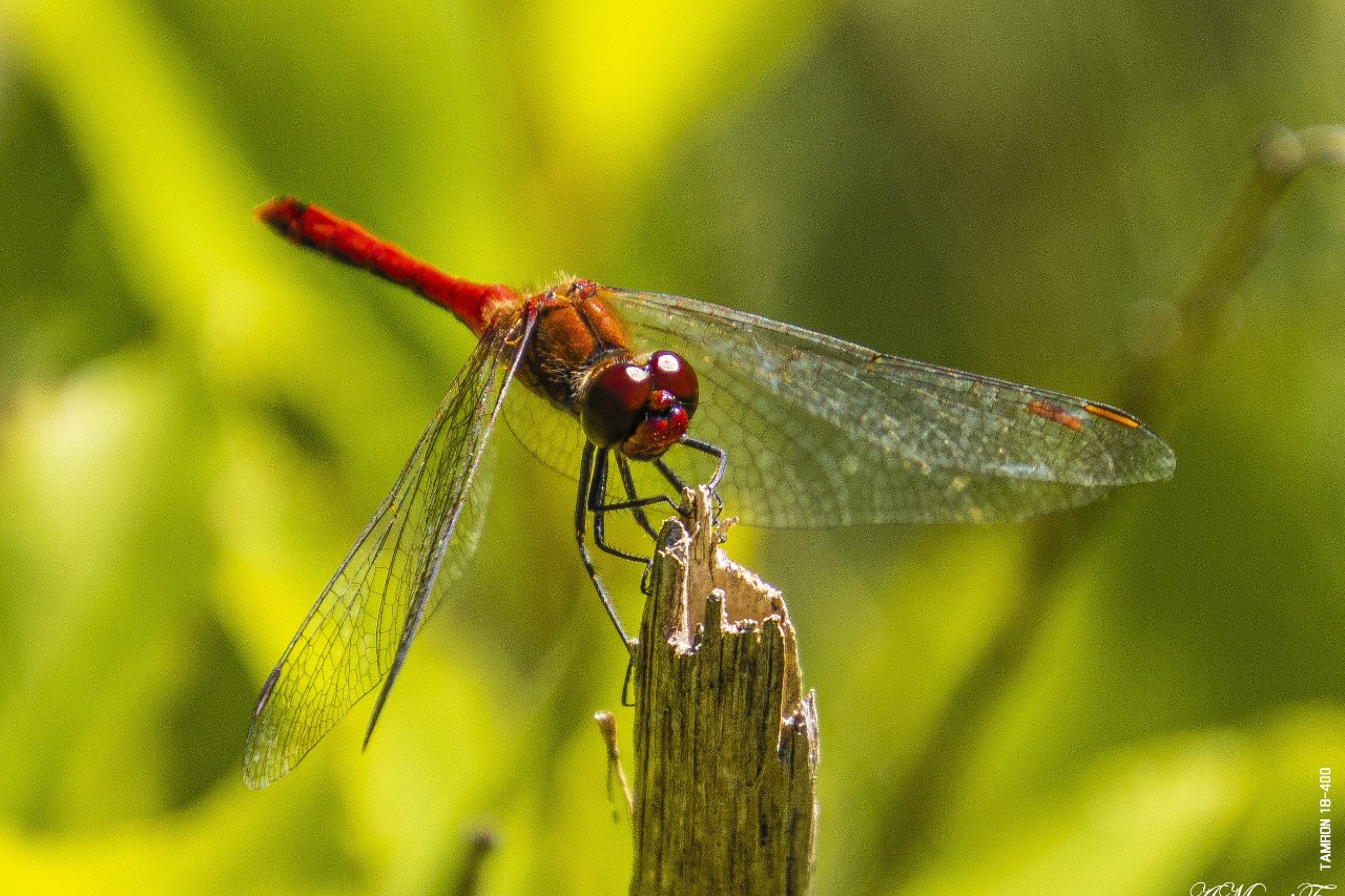 #макро
#macro
#canon
#canon760d
#стрекоза
