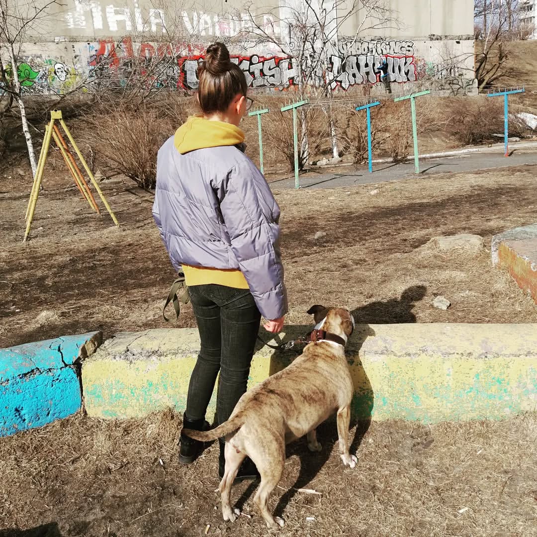 sofya_alexandrovna_ в LOOKY. #весна,#нарайоне,#vl,#4h,#собакадругчеловека,#vdk,#стафиня. Каждый день — чистый...