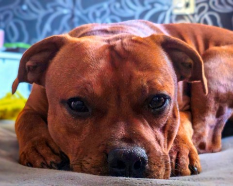 BuchTheStaffy в LOOKY. #стаффорд,#стаффбуль,#буч,#staffy,#staffordshirebullterrier,#собака,#питомец,#милота,#жиза,#смешныесобаки,#reelsdog,#dogsoftiktok,#dogtrends,#funnydogs,#собакавдоме. #стаффорд #стаффбуль...