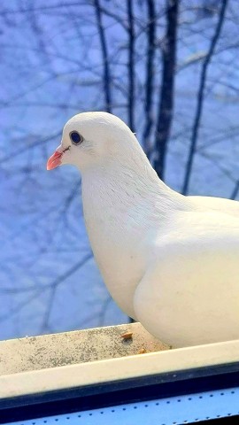 Looky_177057518659670 в LOOKY. . Неожиданный гость🕊️...