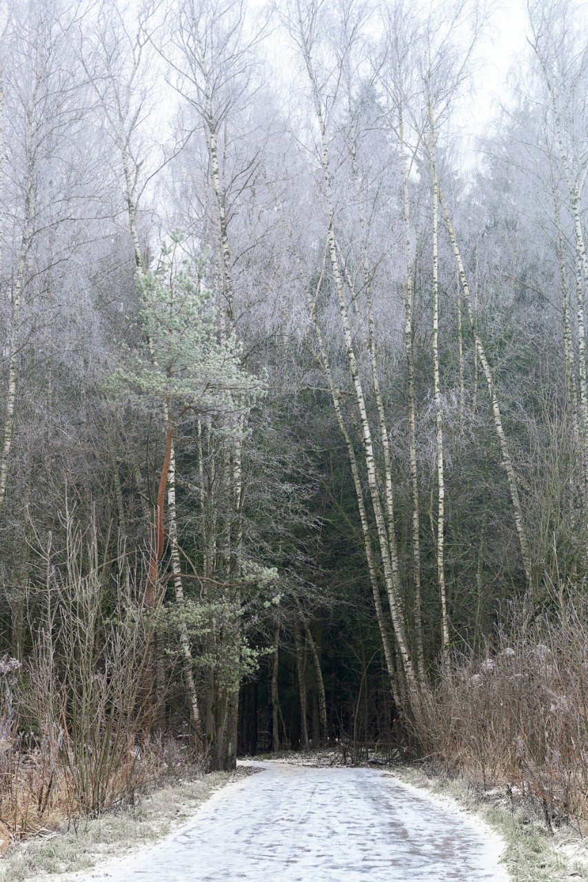 poboruev_landscape в LOOKY. #природа,#осень,#лес,#парк,#дорожка,#тропинка,#снег,#иней,#морозно,#природноефото,#фотоприроды,#фотоманитнас. Осенне-весенние зари...