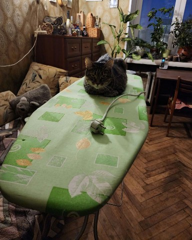 sasha_trubnikov в LOOKY. . Погладь кота!
