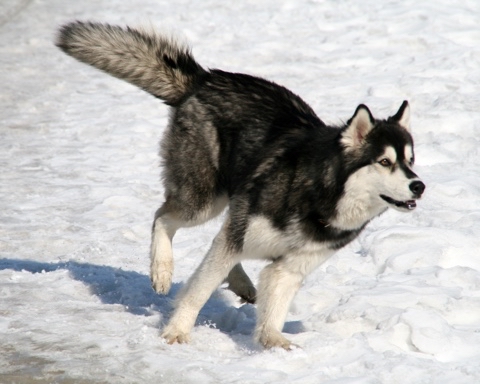 yuriy23 в LOOKY. #собака,#пёс,#зима,#dog,#winter,#nature,#snow,#dogs,#снег,#природа,#питомец,#домашнееживотное,#домашниеживотные,#pet. Со всех лап / #собак...