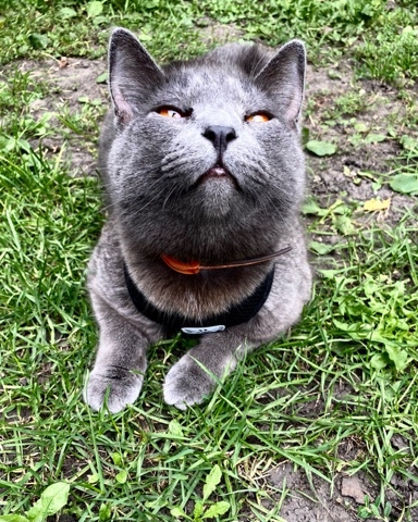 darklicc в LOOKY. #дым,#любимка. #дым #любимка