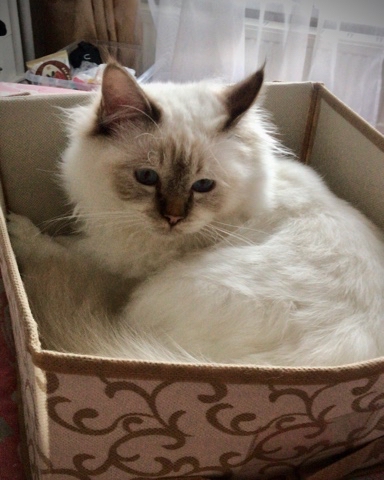 svetlana14064 в LOOKY. #Священнаябирма,#Котята,#Породистыекотята,#котограмм. Коробочки-любимое ме...